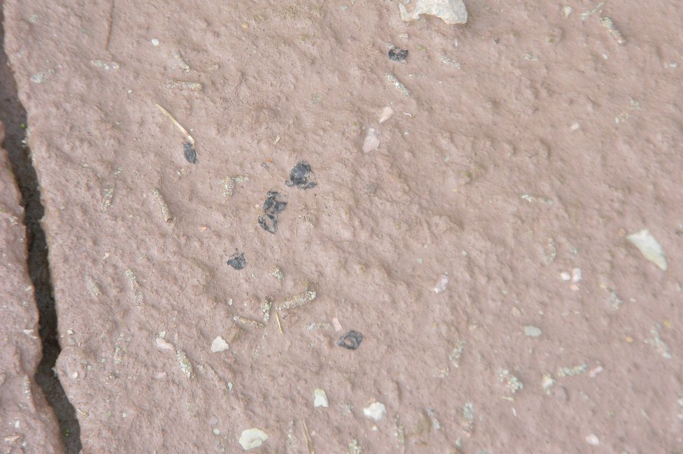 Anfibi e bovini, o la caccia all''ululone pi alto del mondo